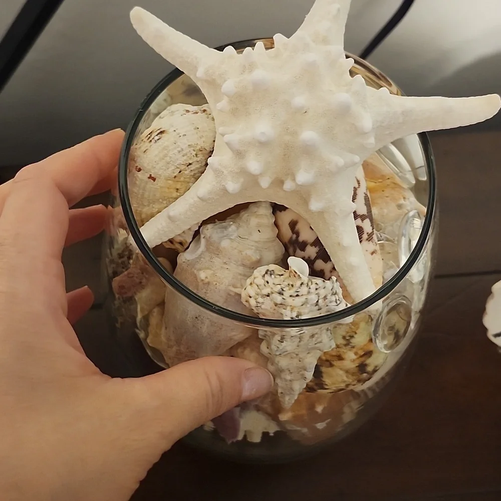 Shells - Picture 2 of 3